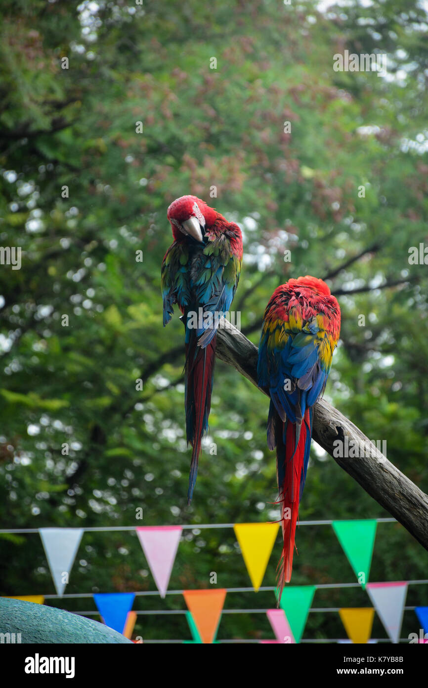 Farbenfrohe Papageien auf Baum im Park in Bangkok, Thailand. Stockfoto