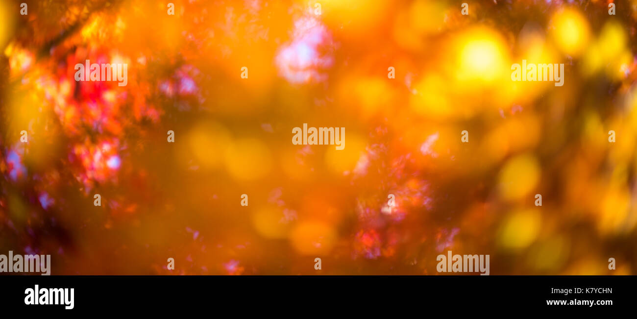 defokussierten Rotes Laub, perfekte Herbst Hintergrund Stockfoto