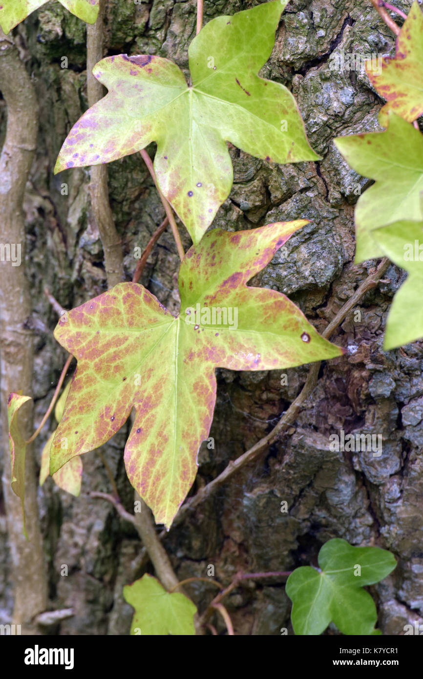 Efeu Bltter in eine grne und rote Farbe im frhen Herbst wachsen an der  Seite eines greren Baum mit der Rinde zeigt im Hintergrund. Natur und  Pflanzen Stockfotografie - Alamy