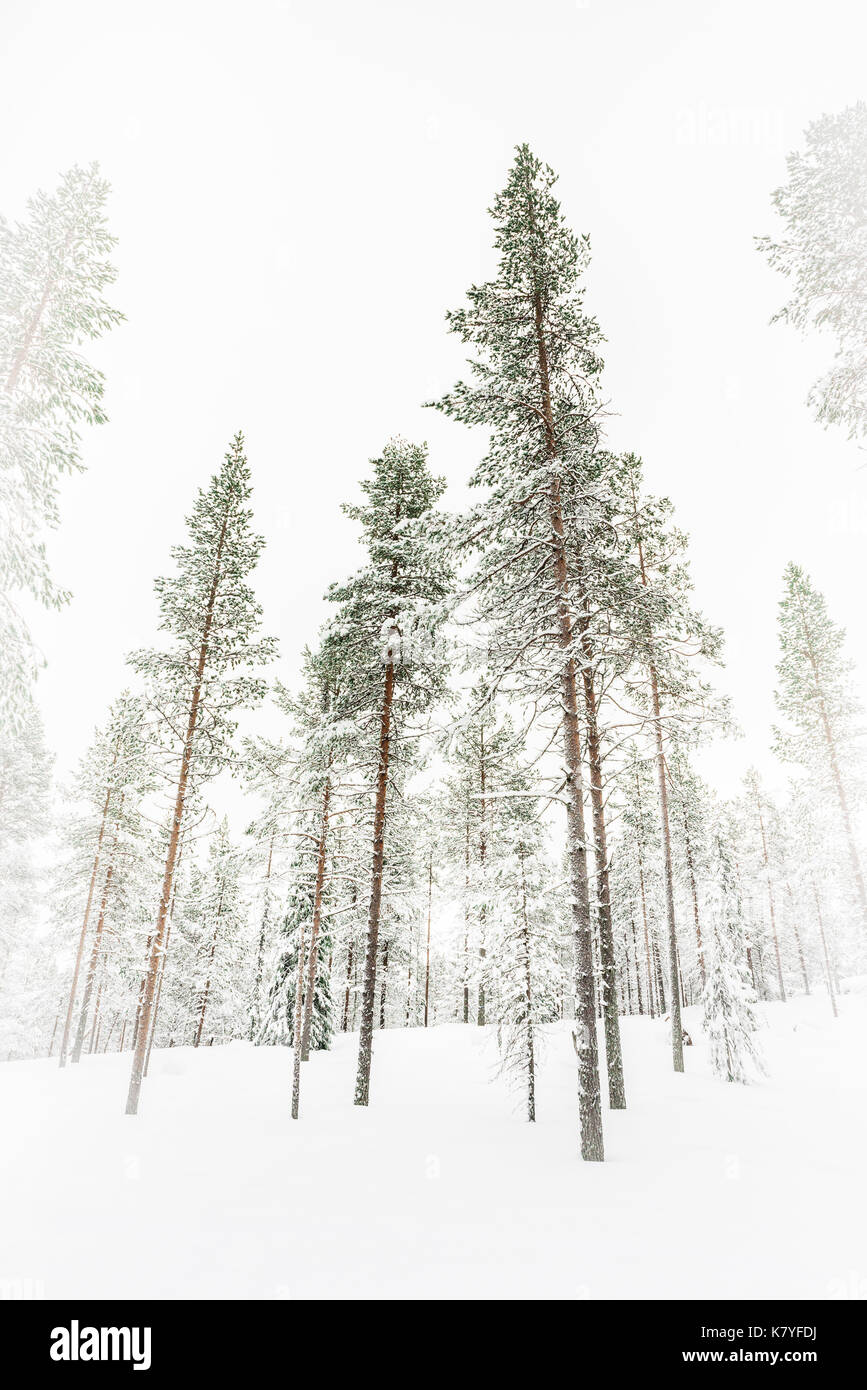 Wald mit Schnee, Kuertunturi, Äkäslompolo, Lappland, Finnland Stockfoto