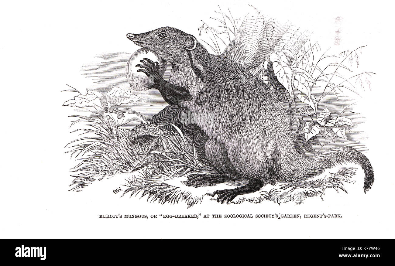 Elliot's Mongoose (der Eierbrechmaschine) neue Ankunft am Regent's Park Zoo, 1848 Stockfoto