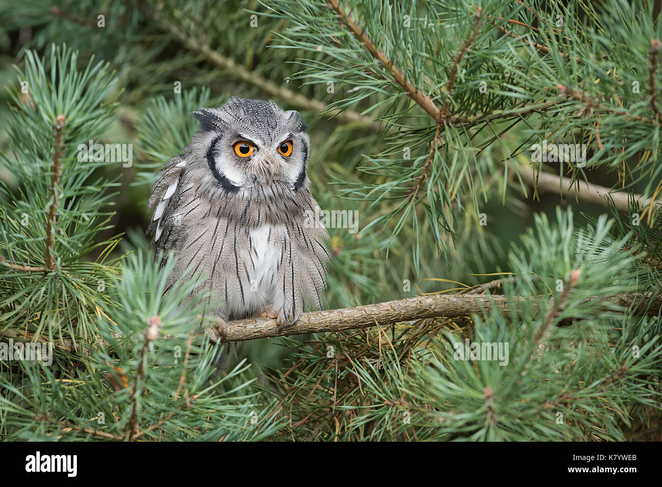 Eine Warnung weißen konfrontiert scops Owl thront eine Zweigniederlassung, die in einem Baum nach vorne starrte mit großen orangefarbenen Augen Stockfoto