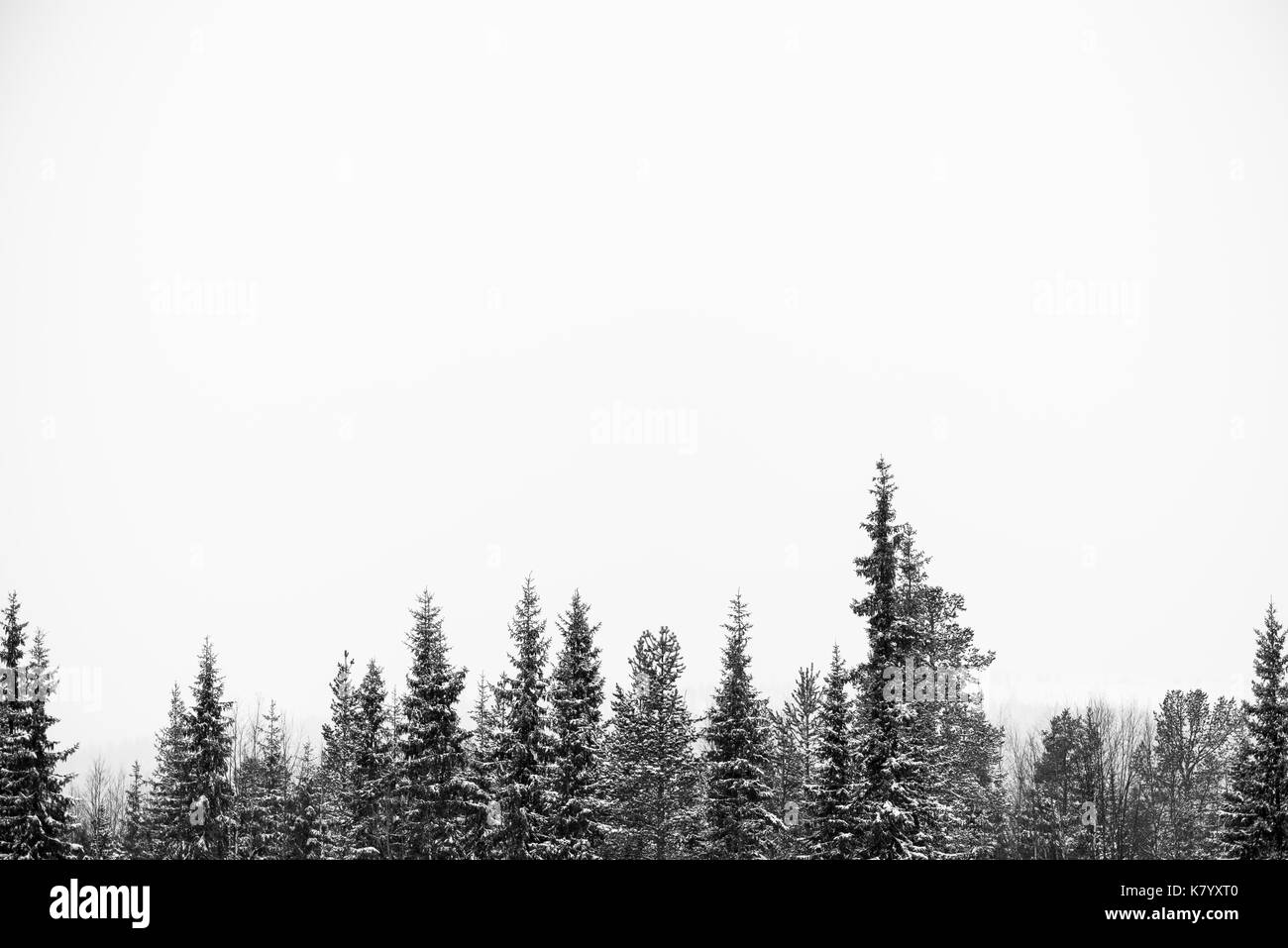 Baumkronen im Wald, Finnland. Stockfoto