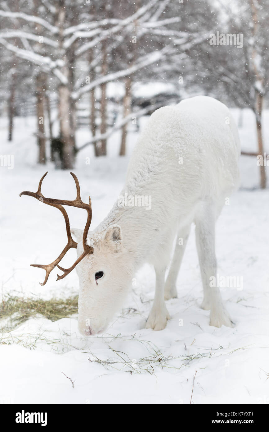 Weiße Rentiere im Schnee, Lappland, Finnland Stockfoto