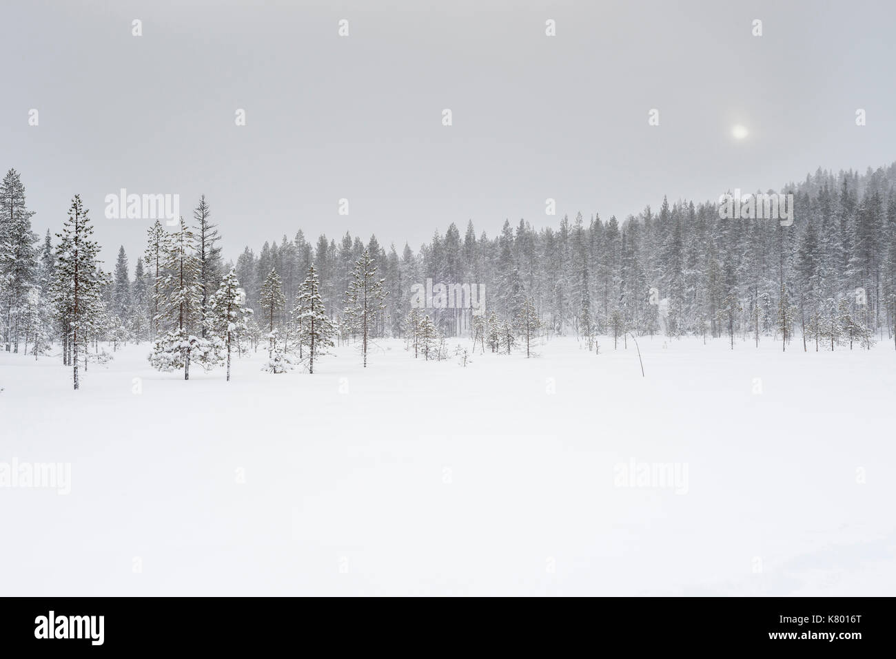 Wald mit Schnee, Kuertunturi, Äkäslompolo, Lappland, Finnland Stockfoto
