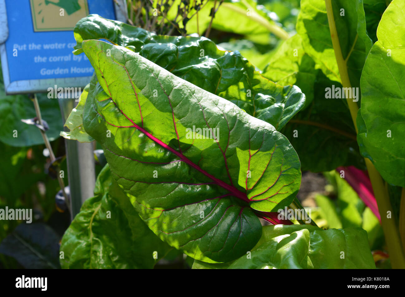 Mangold Im Garten Stockfotos und bilder Kaufen Alamy
