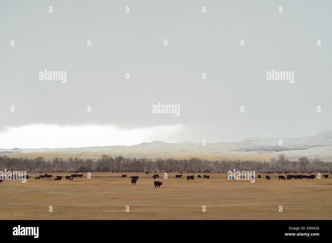 Kühe auf dem Feld mit sich nähernder Schneeschwinde. Stockfoto