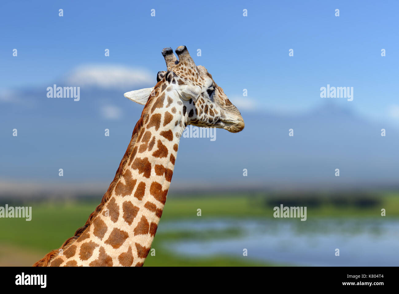 Giraffe in der Natur Lebensraum, Kenia, Afrika. Wildlife Szene aus der Natur. Große Tier aus Afrika Stockfoto