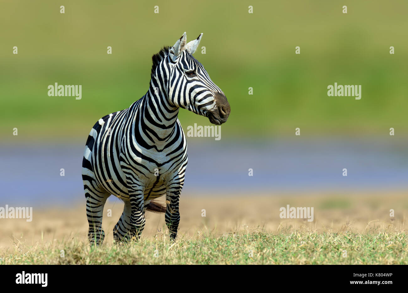 Zebra im gras natur Lebensraum, Nationalpark von Kenia. Wildlife Szene aus Natur, Afrika Stockfoto