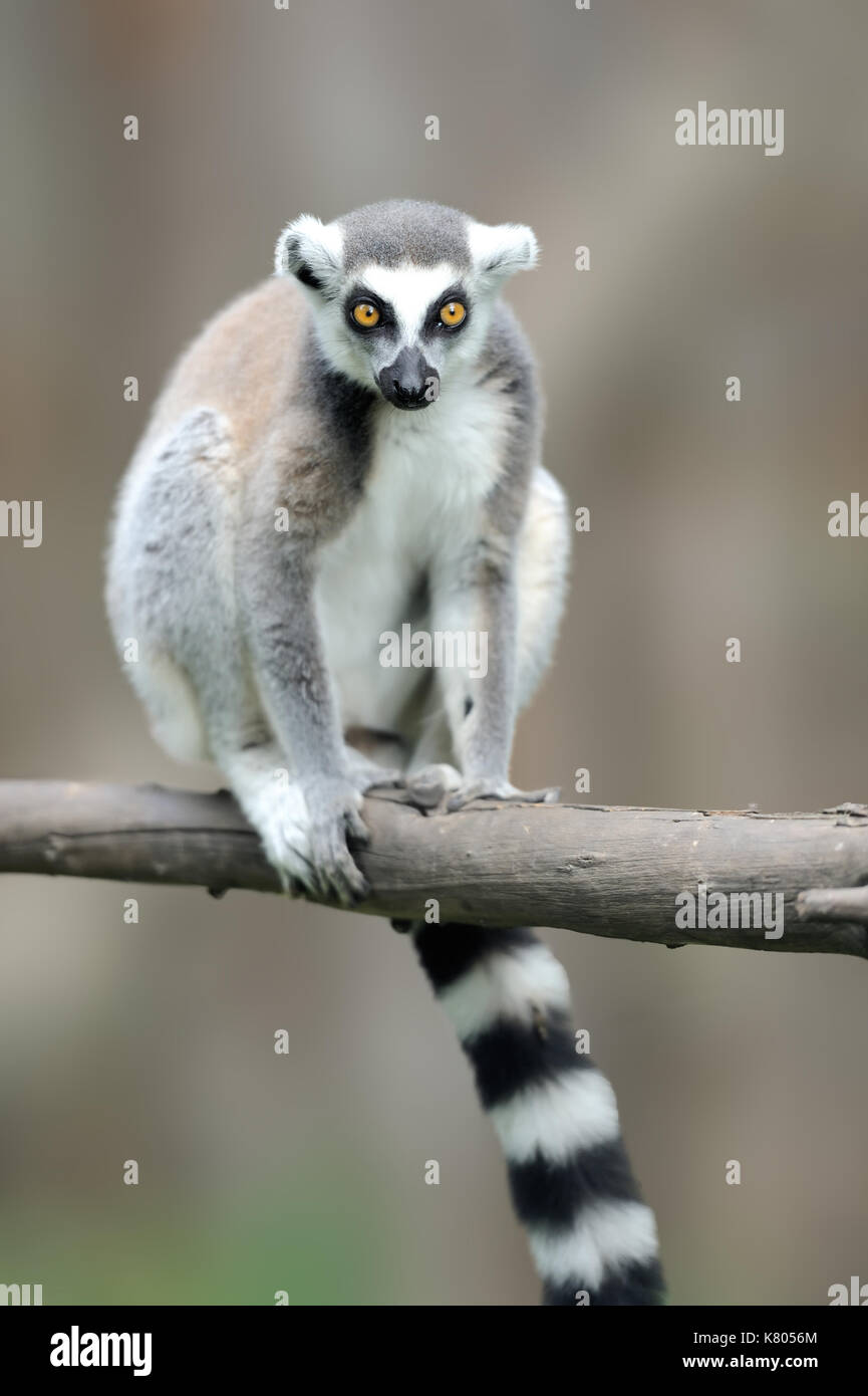 Ring-tailed Lemur, Lemur catta, mit klaren Hintergrund. Große strepsirrhine Primate in der Natur Lebensraum. Tier aus Madagaskar niedlich. Schöne Lemur Stockfoto