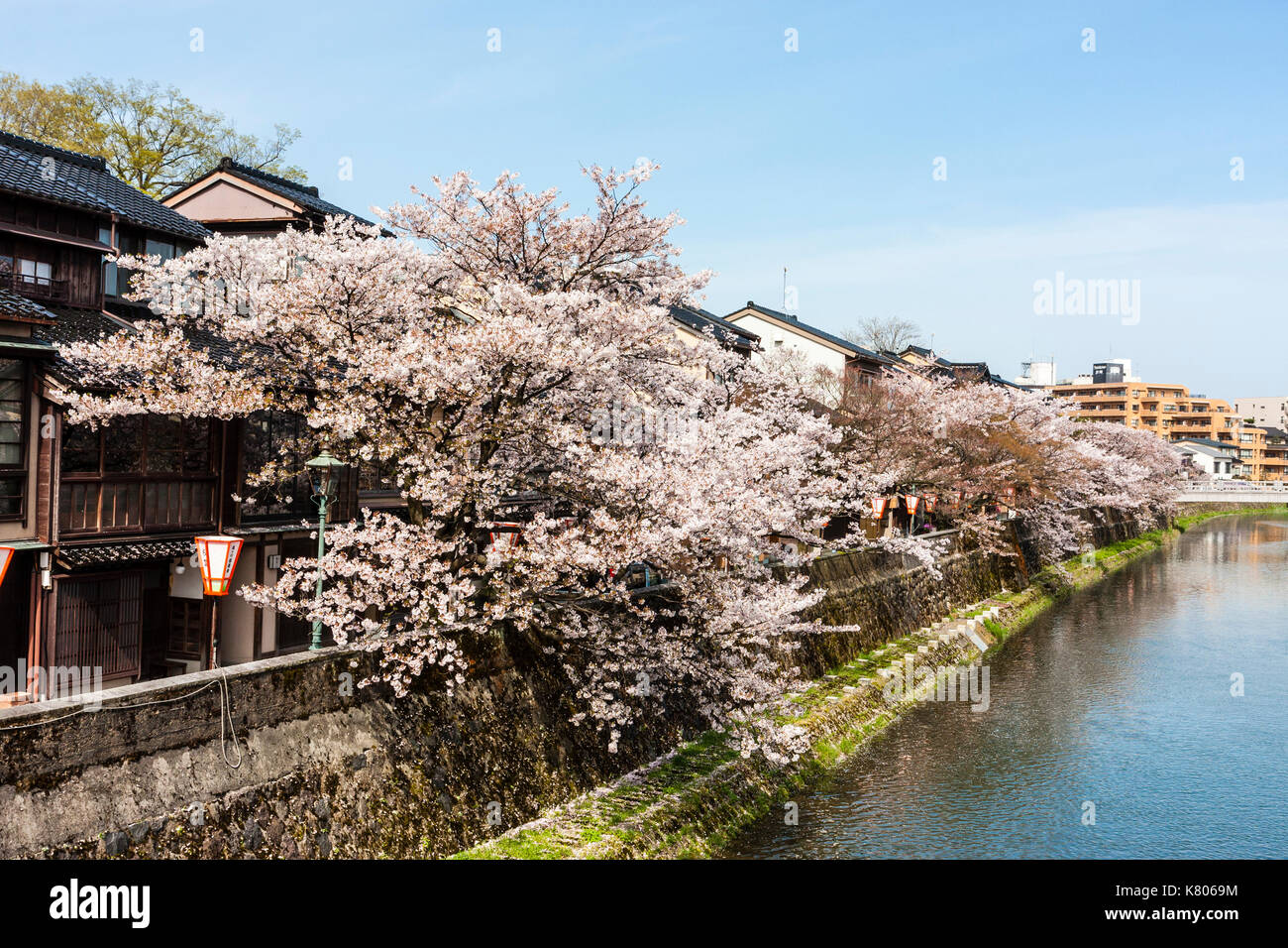 Japan, Kanazawa, Higashi Chaya Bezirk. Asanogawa Fluss mit Waterfront traditionelle Edo Stil mit Gehäuse und Kirschblüten. Strahlender Sonnenschein. Stockfoto