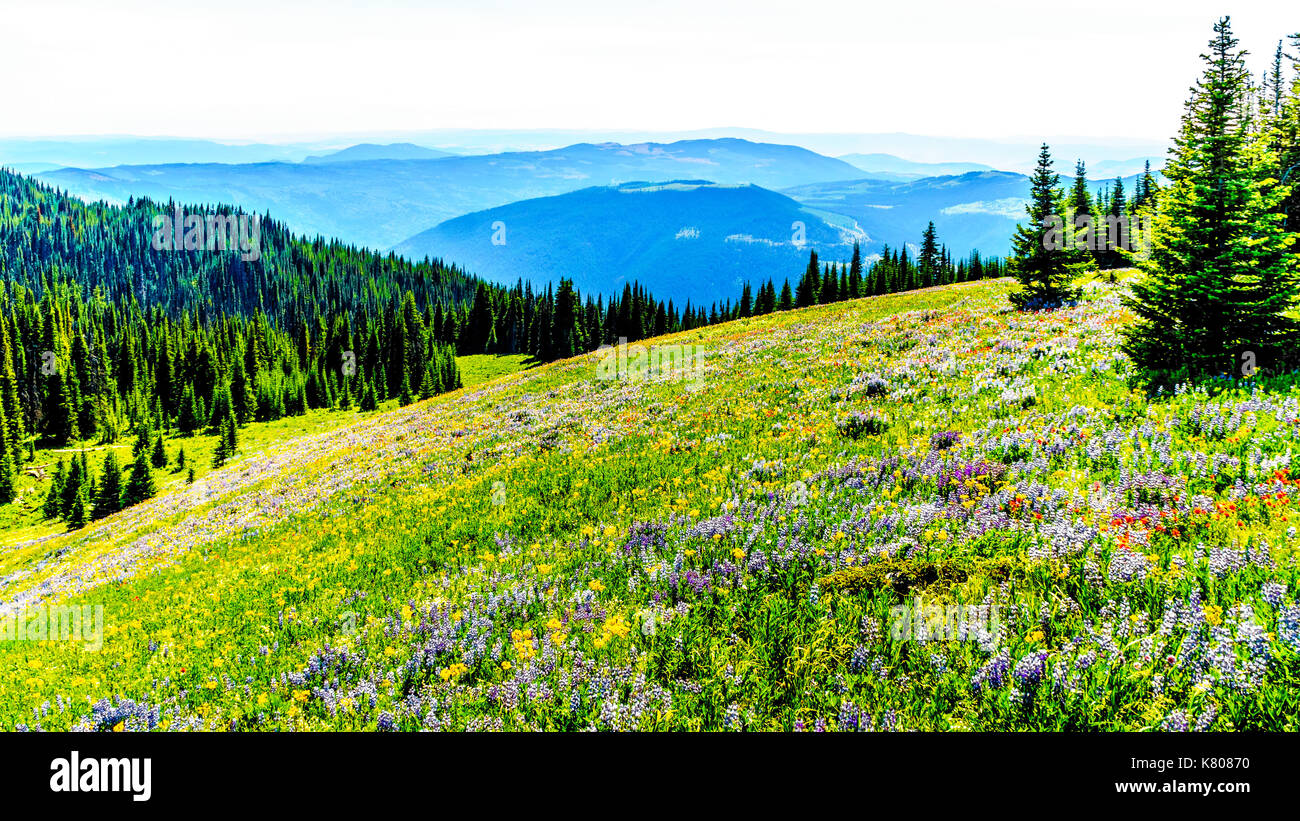 Wandern über Almen in Wildblumen in die Berge in der Nähe von Sun Peaks in der Shuswap Hochland abgedeckt in Zentral British Columbia, Kanada Stockfoto