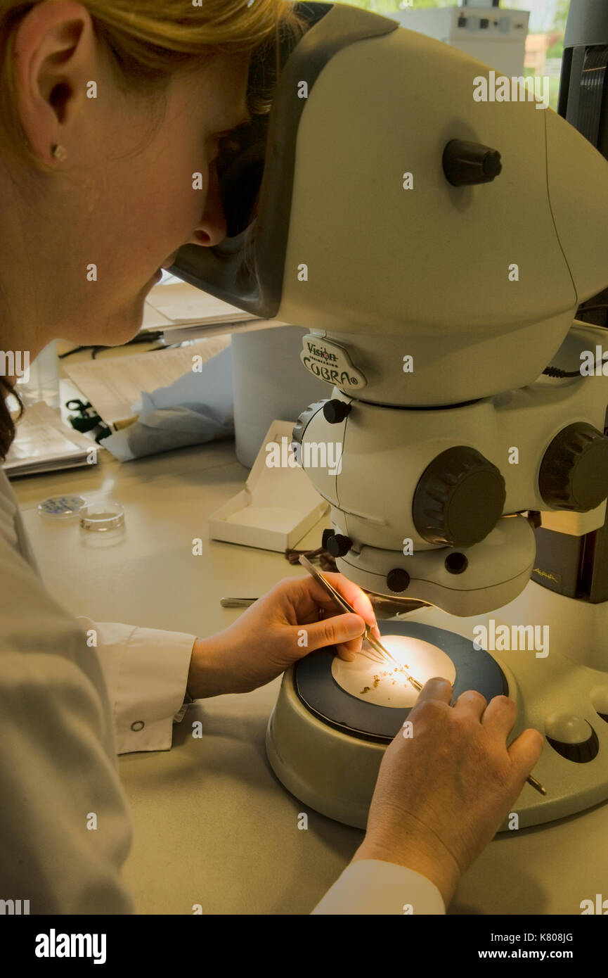 Wissenschaftler nutzen Mikroskope in den Laboratorien der Millennium Seed Bank Samen der Tillaceae Grewia für die Keimung Tests vorzubereiten. Stockfoto