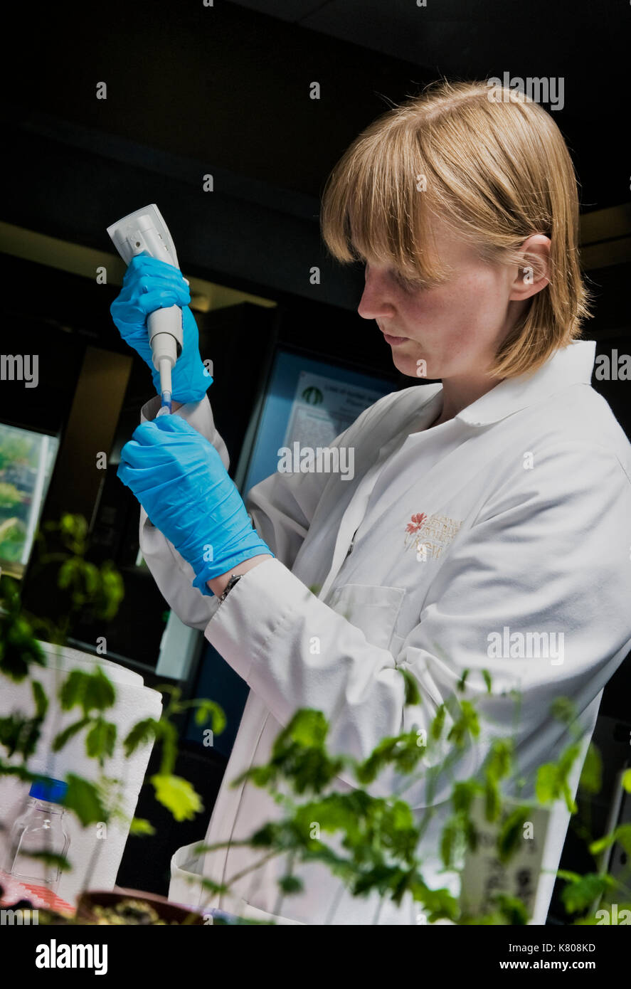 Anlage Wissenschaftler verwendet die Pipette in die Erforschung der Genexpression von Erbsen in den Labors von Millennium Seed Bank, Wakehust, Sussex, UK. Stockfoto