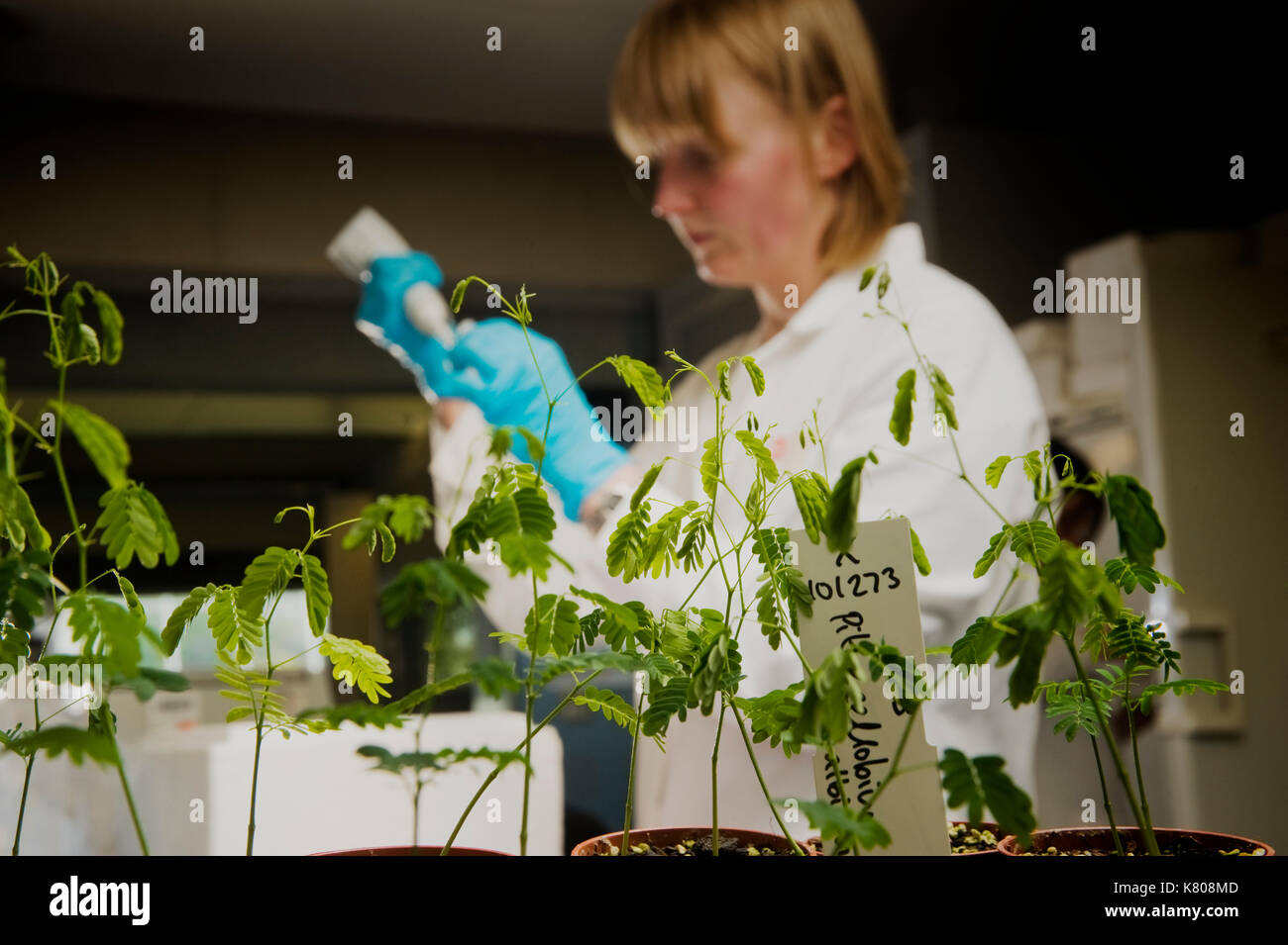 Anlage Wissenschaftler verwendet die Pipette in die Erforschung der Genexpression von Erbsen in den Labors von Millennium Seed Bank, Wakehust, Sussex, UK. Stockfoto