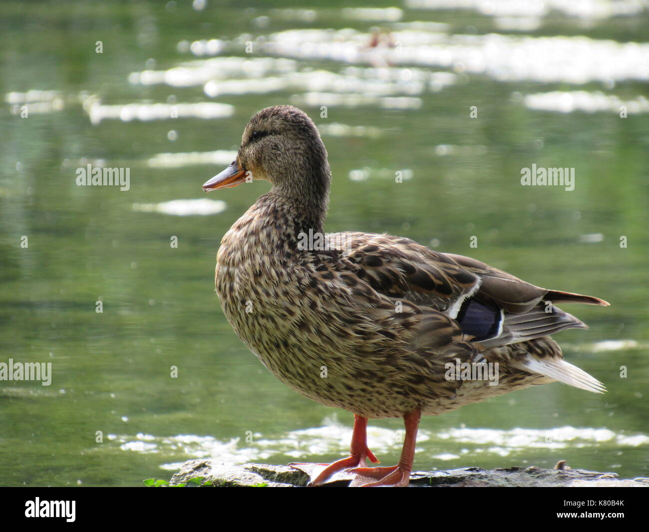 Duck auf einem Baumstamm Stockfoto