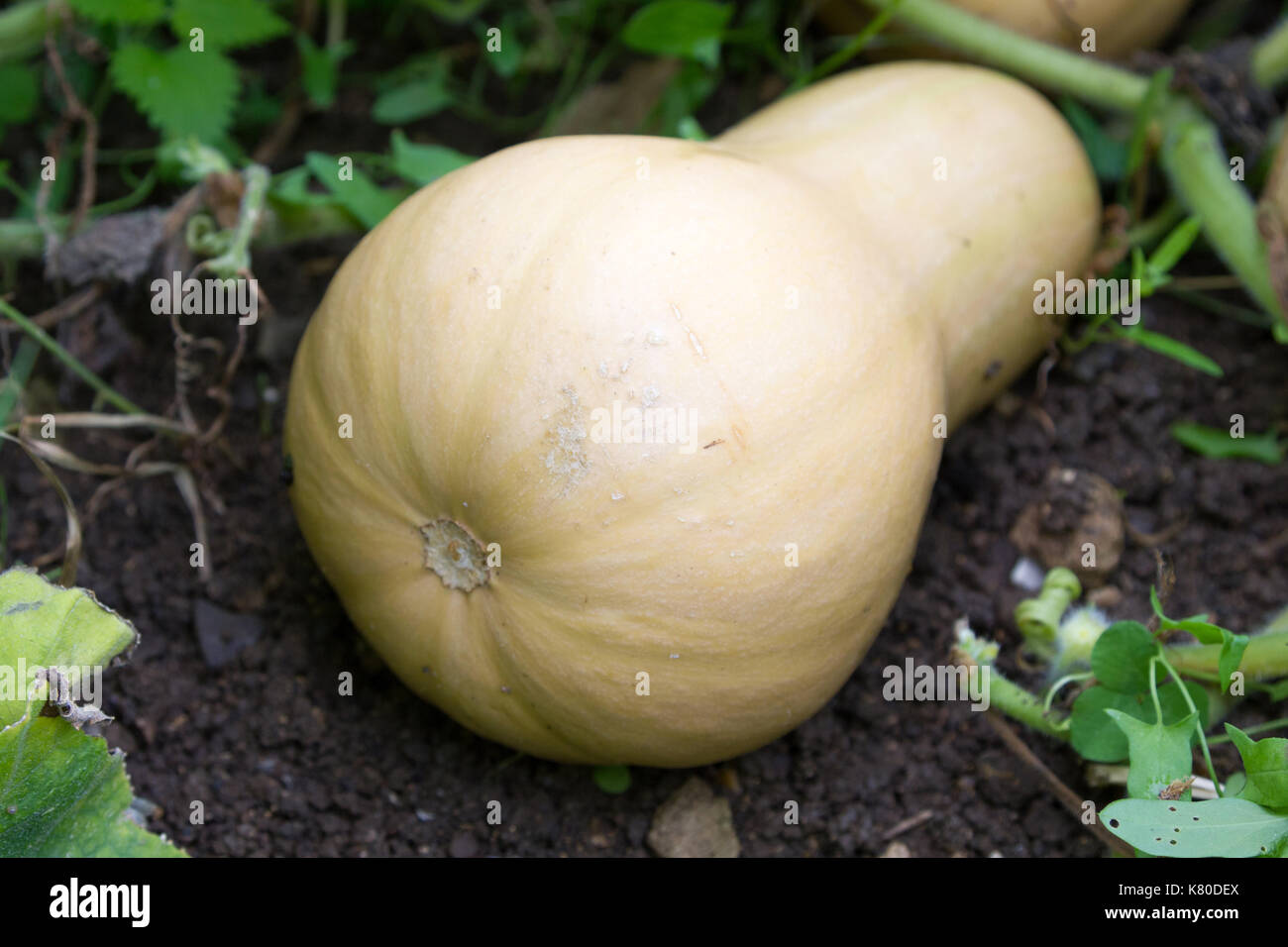 Ein butternusskürbis Fruchtreife auf der Rebe. Stockfoto