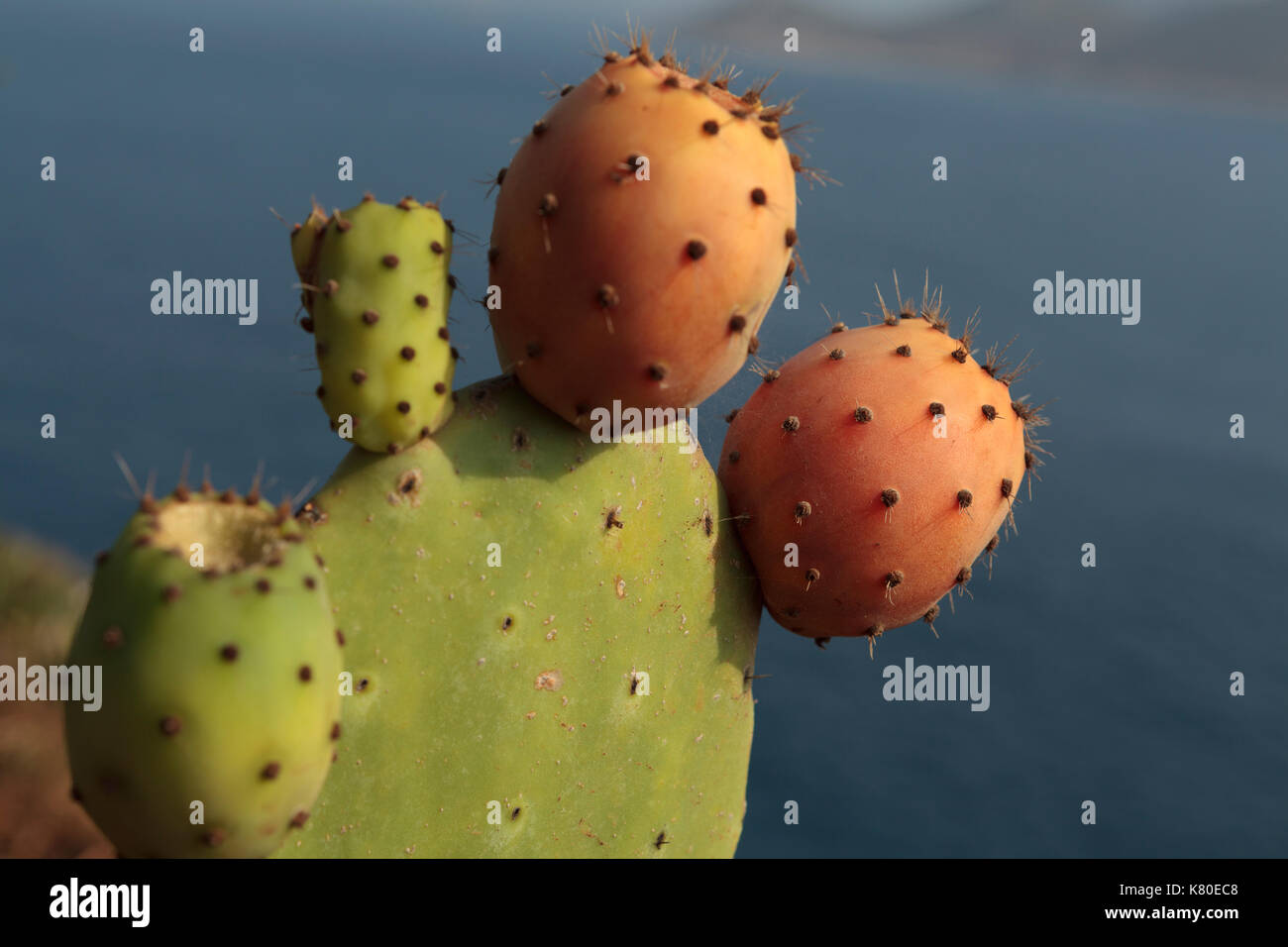 Kaktus Frucht Stockfoto