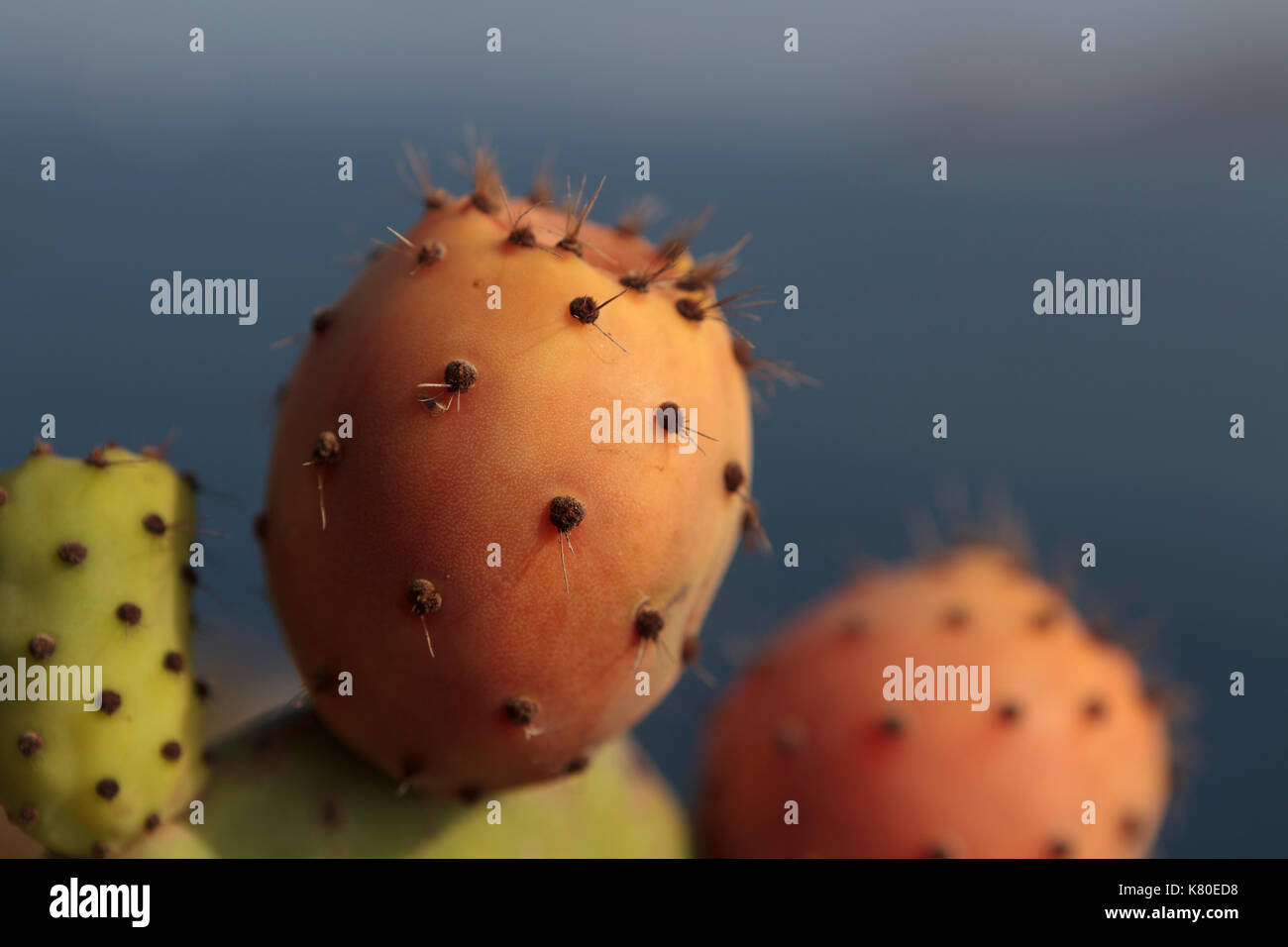 Kaktus Frucht Stockfoto