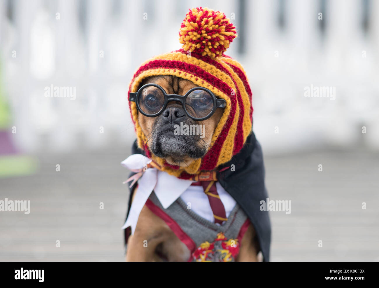 Ralph der Hund gesehen gekleidet, wie Harry Potter bei Mermaid Quay,  Cardiff Bay, Wales, während Freunde der Hunde Charity Event Stockfotografie  - Alamy