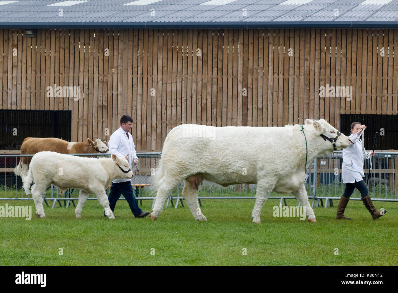 Charolais Kuh und Kalb mit Handler an showgrond Stockfoto