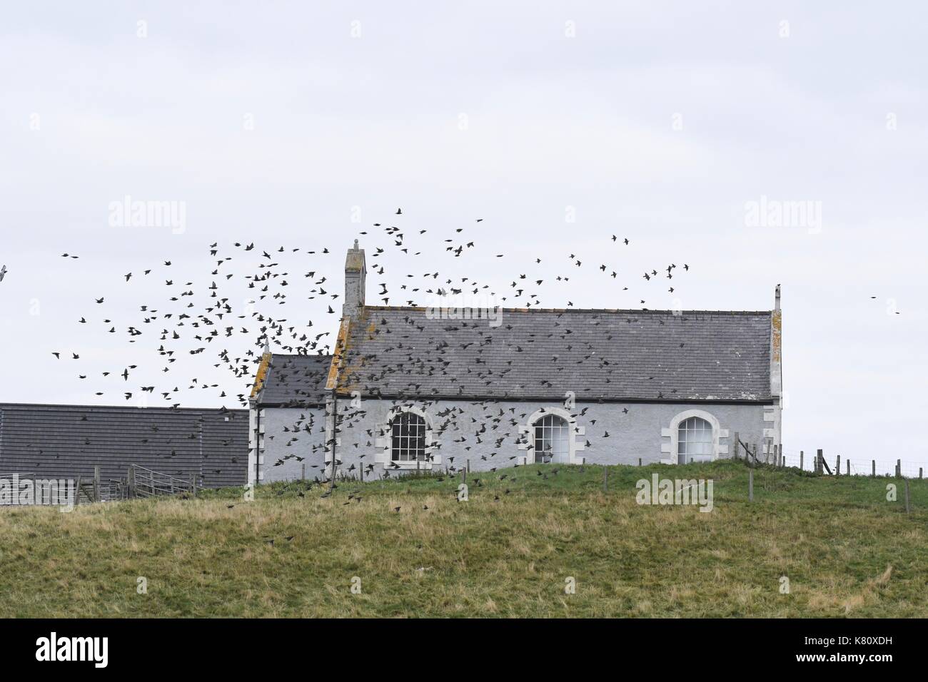 Burra, Shetlandinseln, Schottland, Großbritannien - 17 September 2017: UK Wetter - Stare an einem grauen Tag in Burra, Shetlandinseln, Schottland Stockfoto