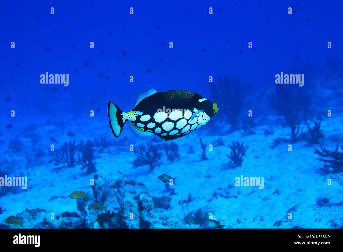 Clown Drückerfisch (Balistoides Conspicillum) Unterwasser im Korallenriff des Indischen Ozeans Stockfoto