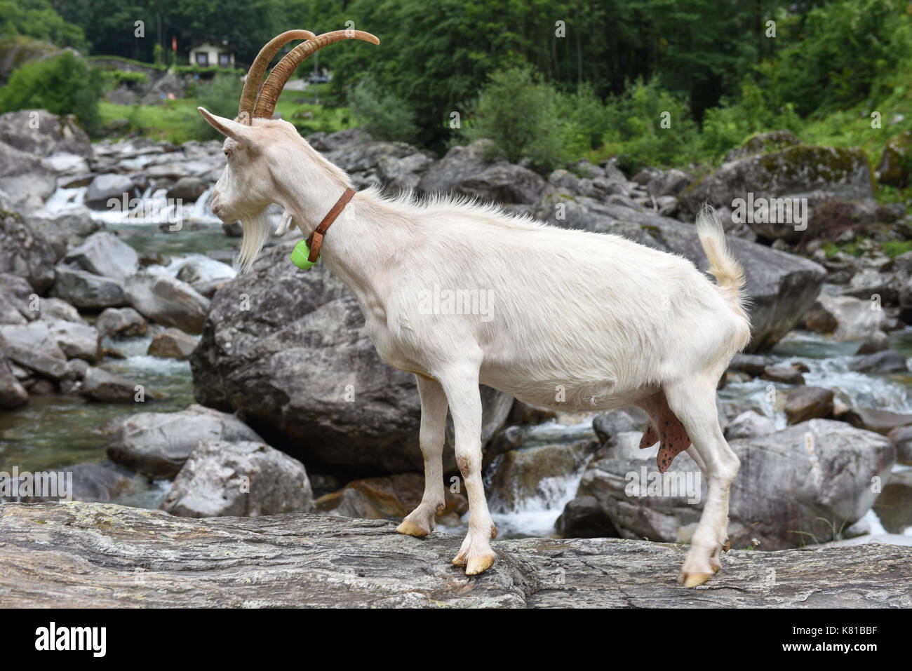 Ziege an einem Fluss in der Nähe von Foroglio auf die Schweizer Alpen. Stockfoto