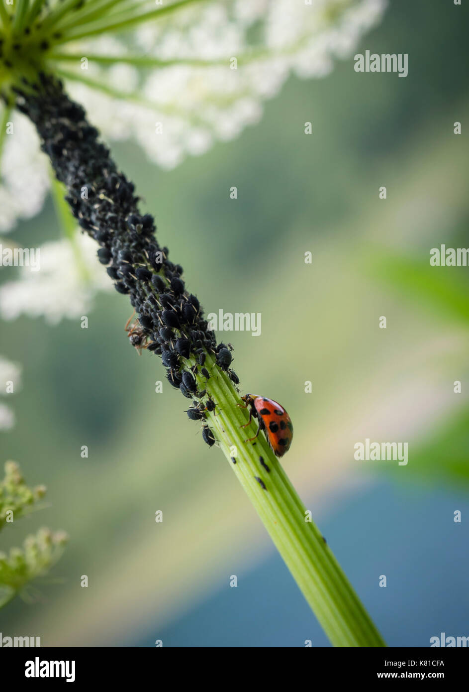 Ein Marienkäfer (Coccinella septempunctata) inmitten von vielen pflanzlichen Läuse (Aphidoidea). Marienkäfer sind als nützliche Insekten, weil Sie prey auf aph Stockfoto