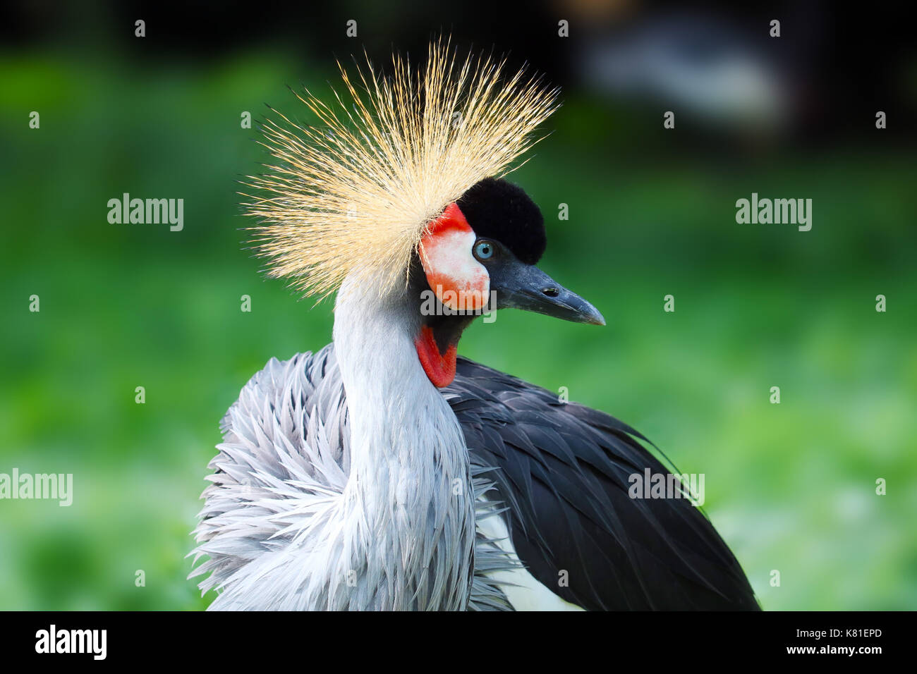 Kopf eines Schwarzen gekrönt Kran scheint in der hellen Sonne Stockfoto