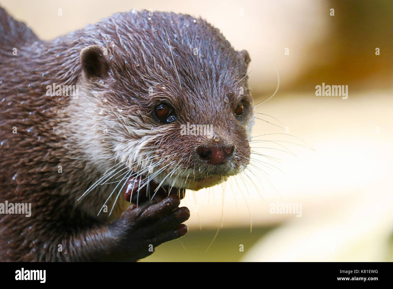 Wenig nass Otter Holding einen nassen Kiesel in der Kralle hand Stockfoto