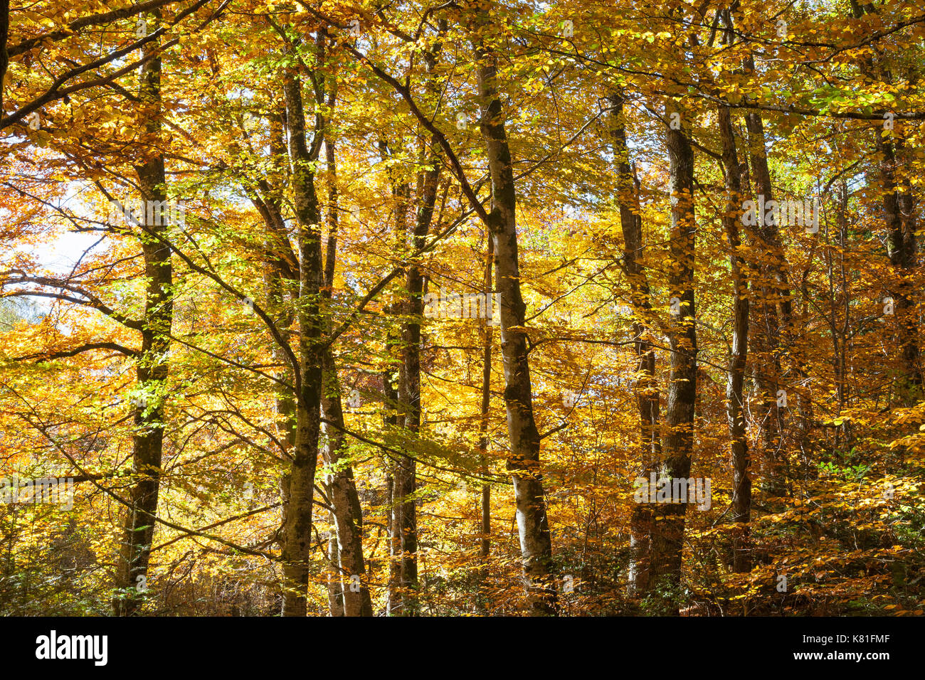 Die verzauberte bunten Herbst Wald von hinten beleuchtet Buche in Gelb, Orange und Grün Herbst Laub, in dem die wechselnden Jahreszeiten abgedeckt Stockfoto