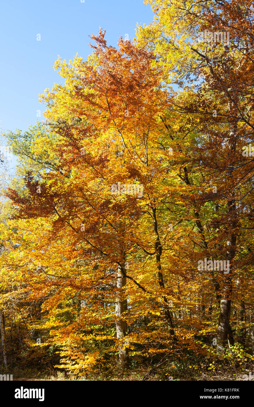 Bunte Buche mit Herbst oder im Herbst Laub im Wald, in dem die Wechsel der Jahreszeiten in der Natur Stockfoto