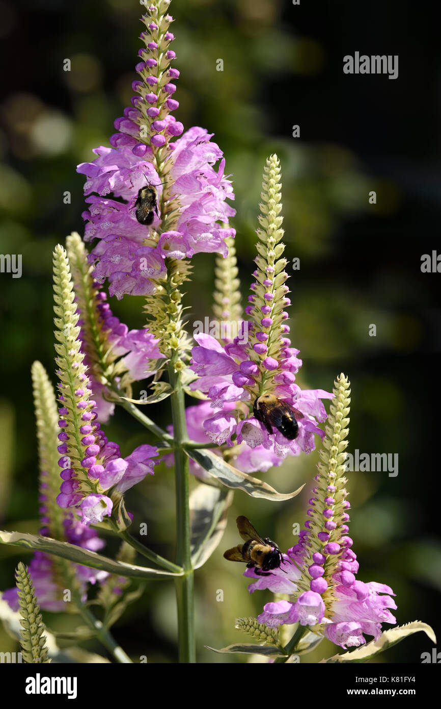 Hummeln bestäubt Die violetten Blüten einer Mehrjährige krautige Pflanze Gehorsam panaschierten Sorte in einem kanadischen Garten Stockfoto