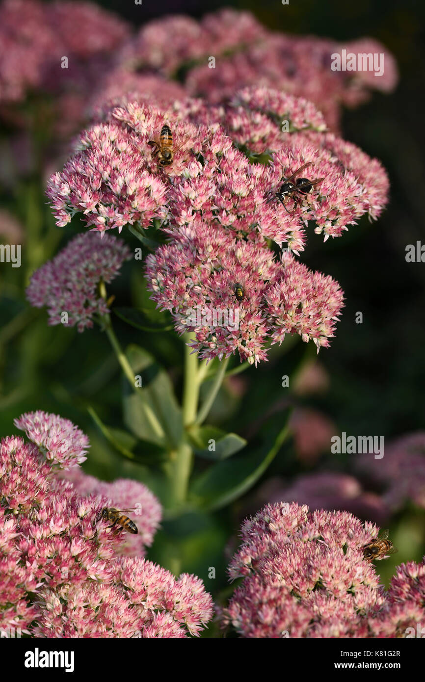 Rosa Sedum Herbst Freude Blumen mit Bienen, Fliegen und Wespen ernähren sich von Nektar im Herbst Toronto Stockfoto