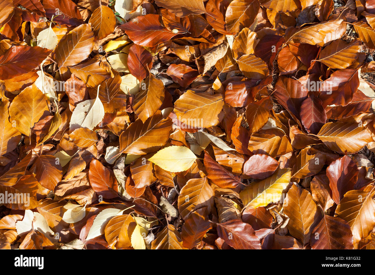 Nahaufnahme Hintergrund Textur der Gefallenen braun Buche Blätter im Herbst oder fallen von der Seite gesehen von der Sonne beleuchtet Stockfoto