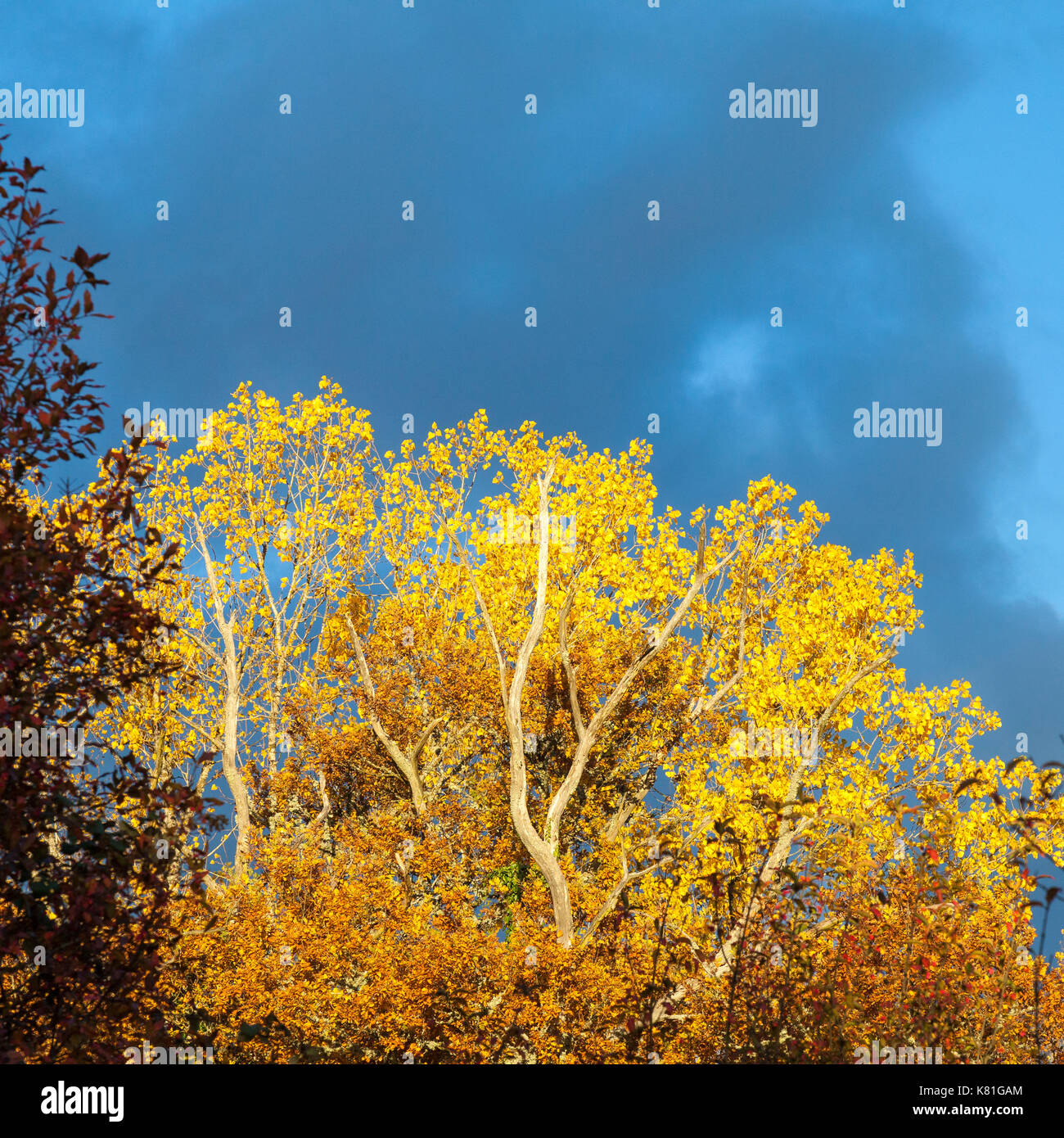 Schönen goldenen Licht auf einen Herbst Baum mit bunten gelbe Blätter im Wald nach einem Gewitter vor einem blauen Himmel mit grauen Wolken Stockfoto