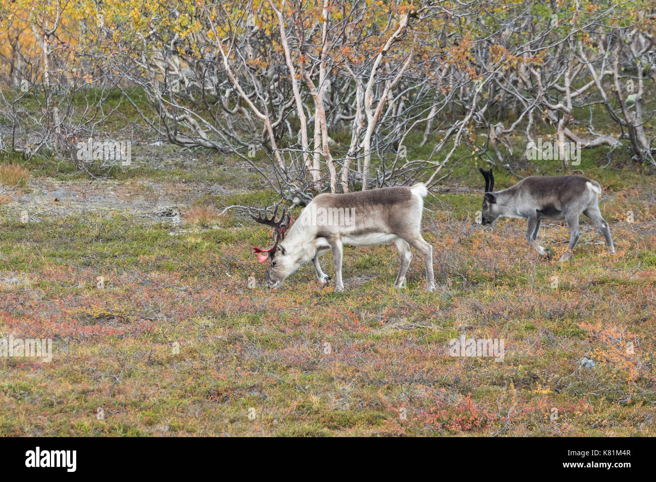 Rentiere am Berg in Finnmark Norwegen mit Herbstfarben Stockfoto