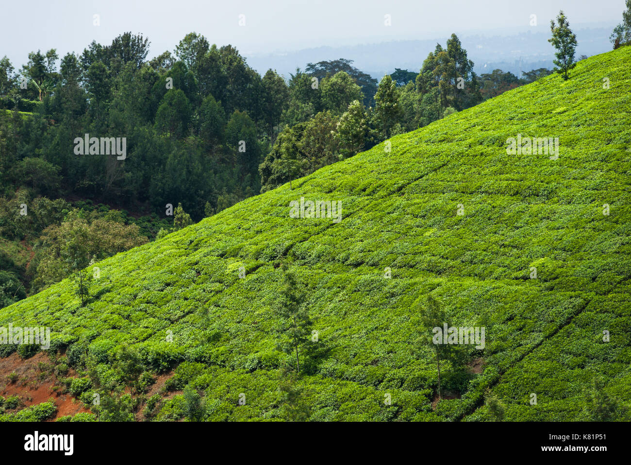 Hügel mit Feldern von Tee Pflanzen in Teeplantagen, Kenia Stockfoto