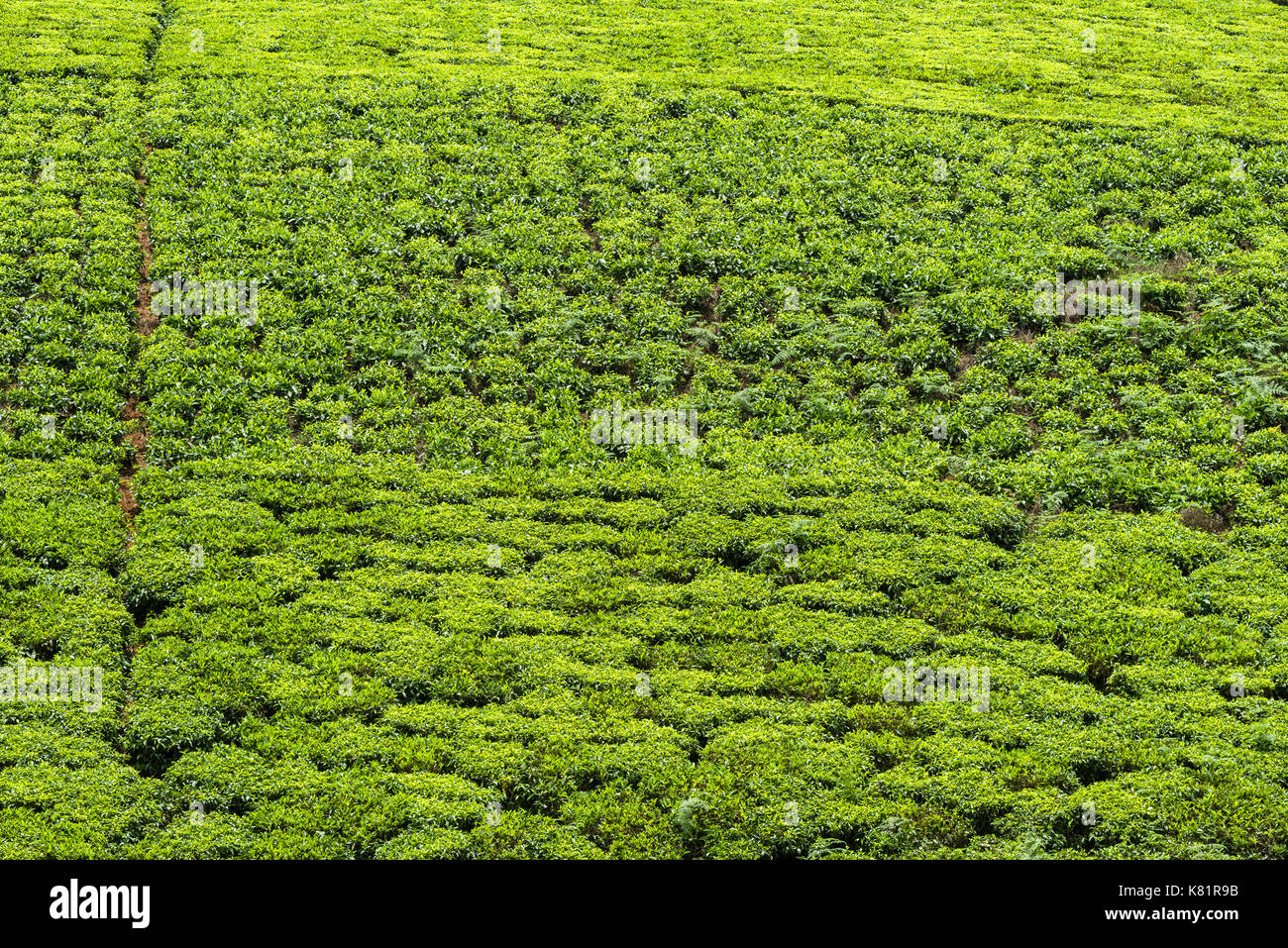 Tee Pflanzen wachsen auf Hill Feld auf Tee Plantage, Kenia Stockfoto