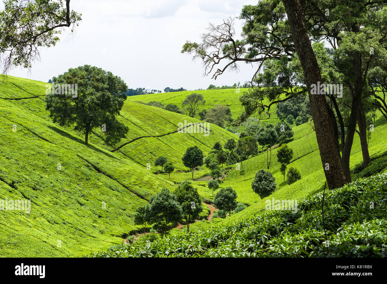 Bäume wachsen in zwischen Tee Pflanzen in Teeplantagen, Kenia Stockfoto