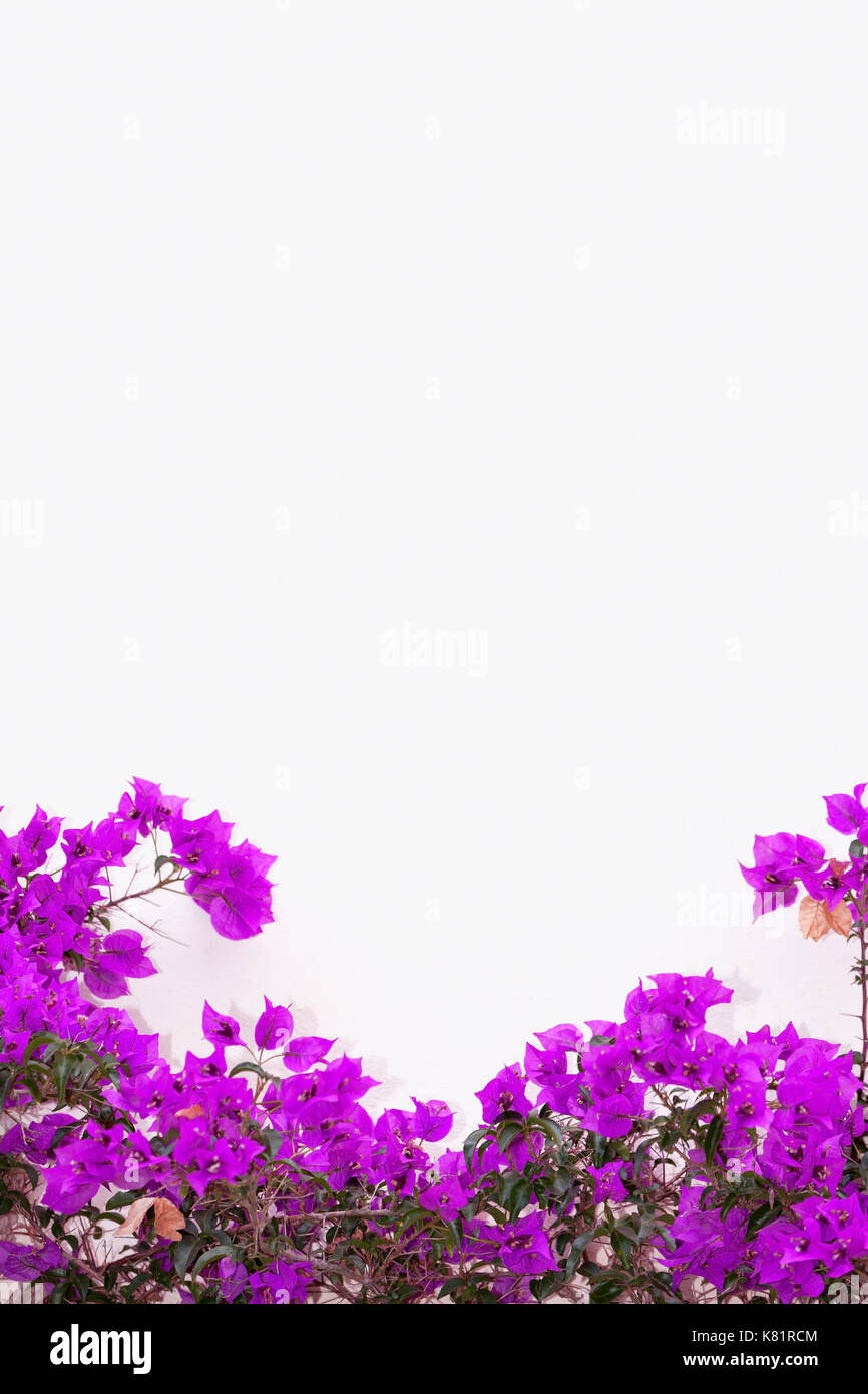 Eine lila Bougainvillea wächst auf der Fassade eines Hauses. Stockfoto