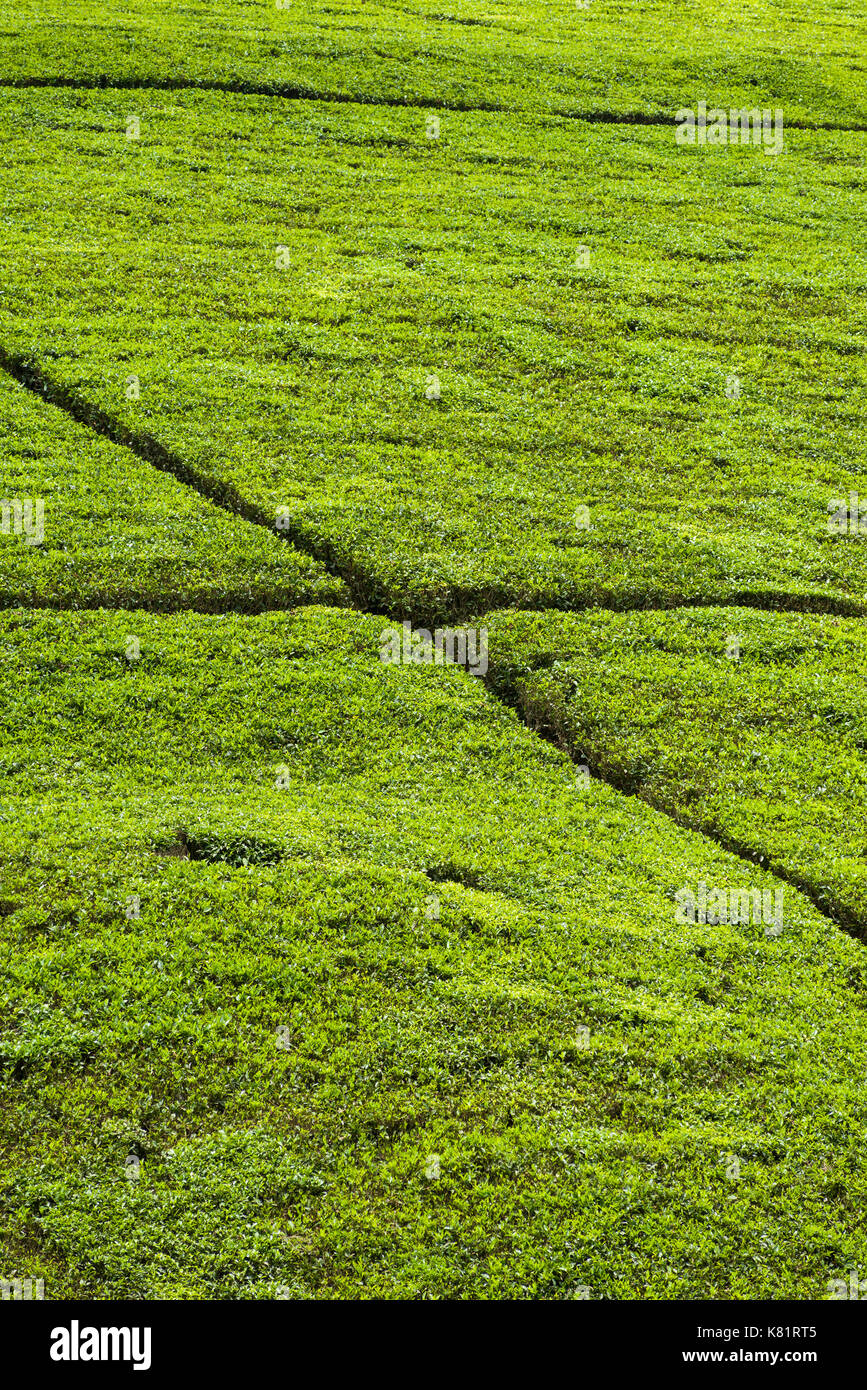 Abstrakte Sicht der Tee Plantage Tee Pflanzen wachsen auf Hügel mit Pfade schneiden durch Sie, Kenia Stockfoto