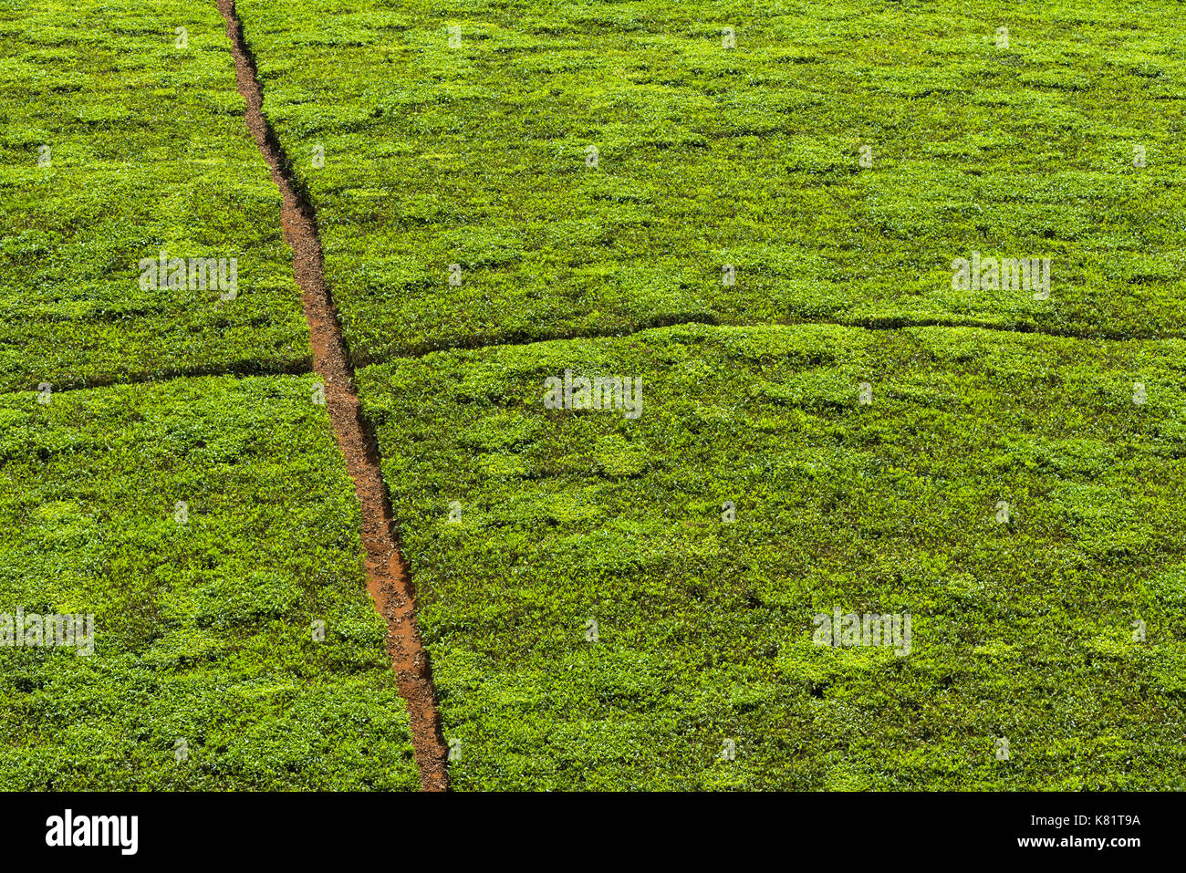 Abstrakte Sicht der Tee Plantage Tee Pflanzen wachsen auf Hügel mit Pfade schneiden durch Sie, Kenia Stockfoto