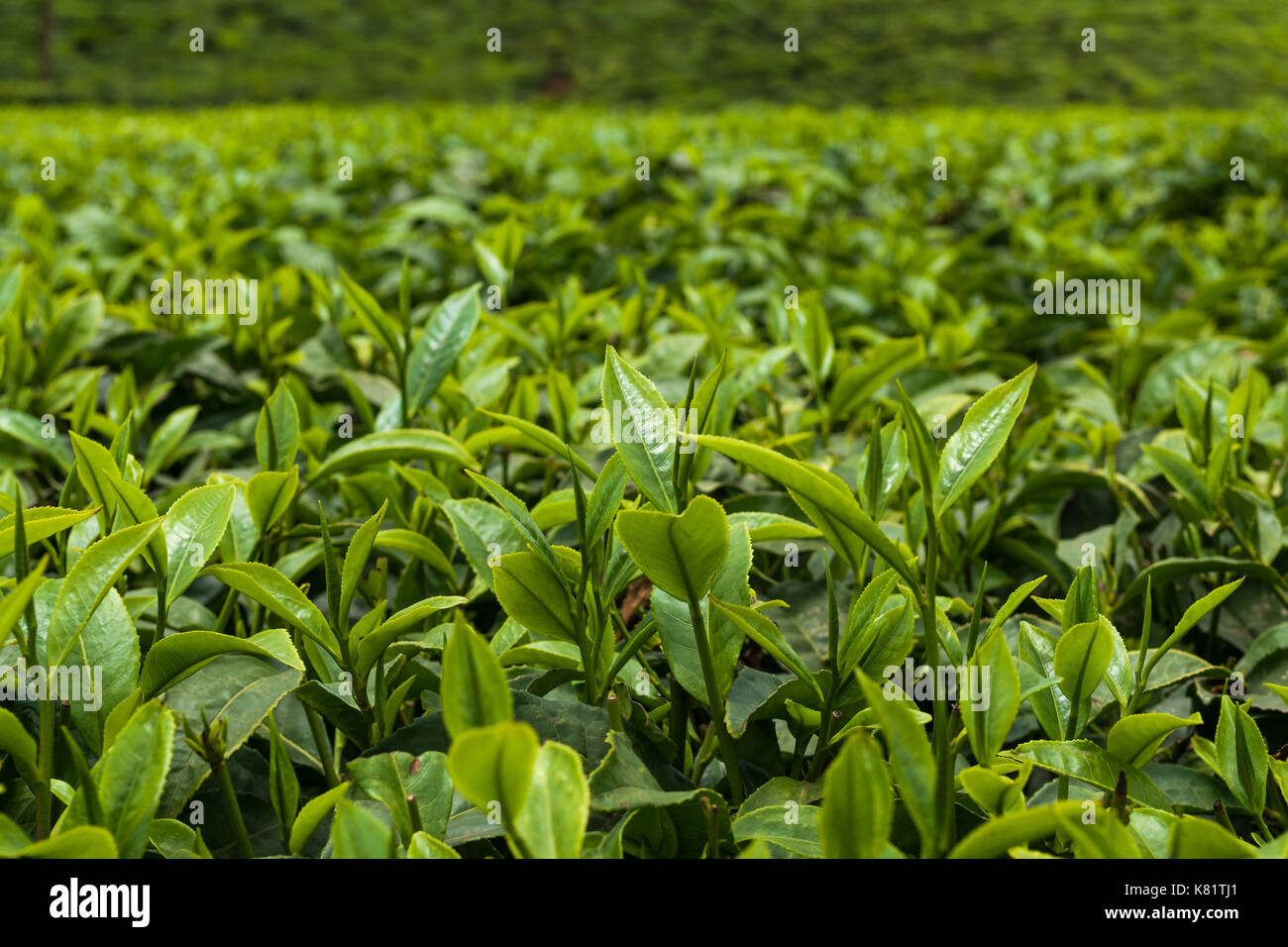 Tee pflanze Blätter (Camellia sinensis), Kenia Stockfoto