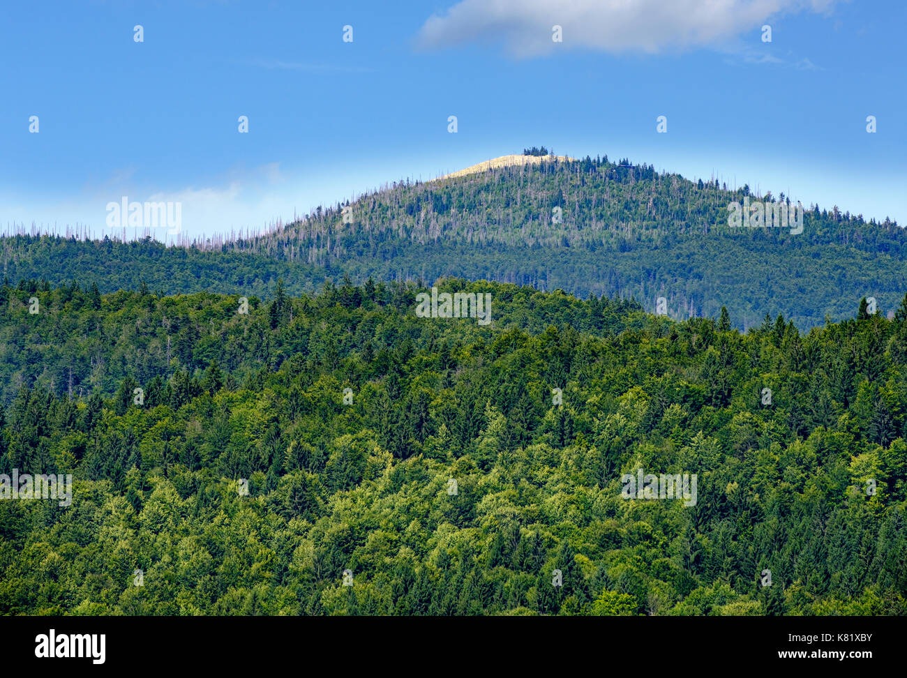 Lusen, Blick vom Baumkieferpfad Bayerischer Wald bei Neuschönau, Nationalpark Bayerischer Wald, Niederbayern, Bayern Stockfoto