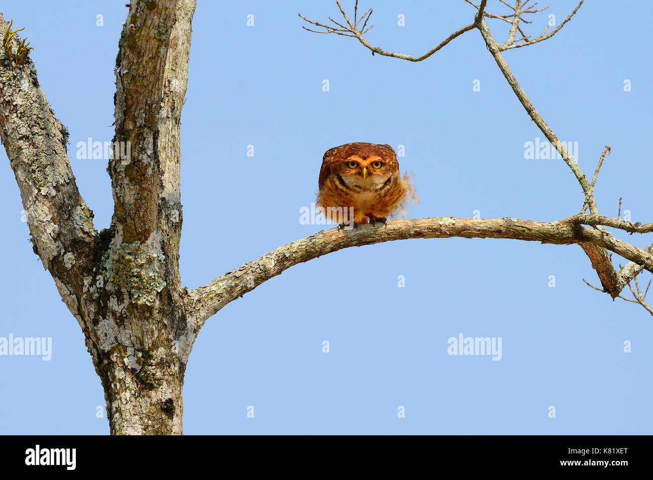 Grabende Eule (Athene cunicularia) auf einem trockenen Baum, San Ignacio Mini, Misiones, Argentinien Stockfoto