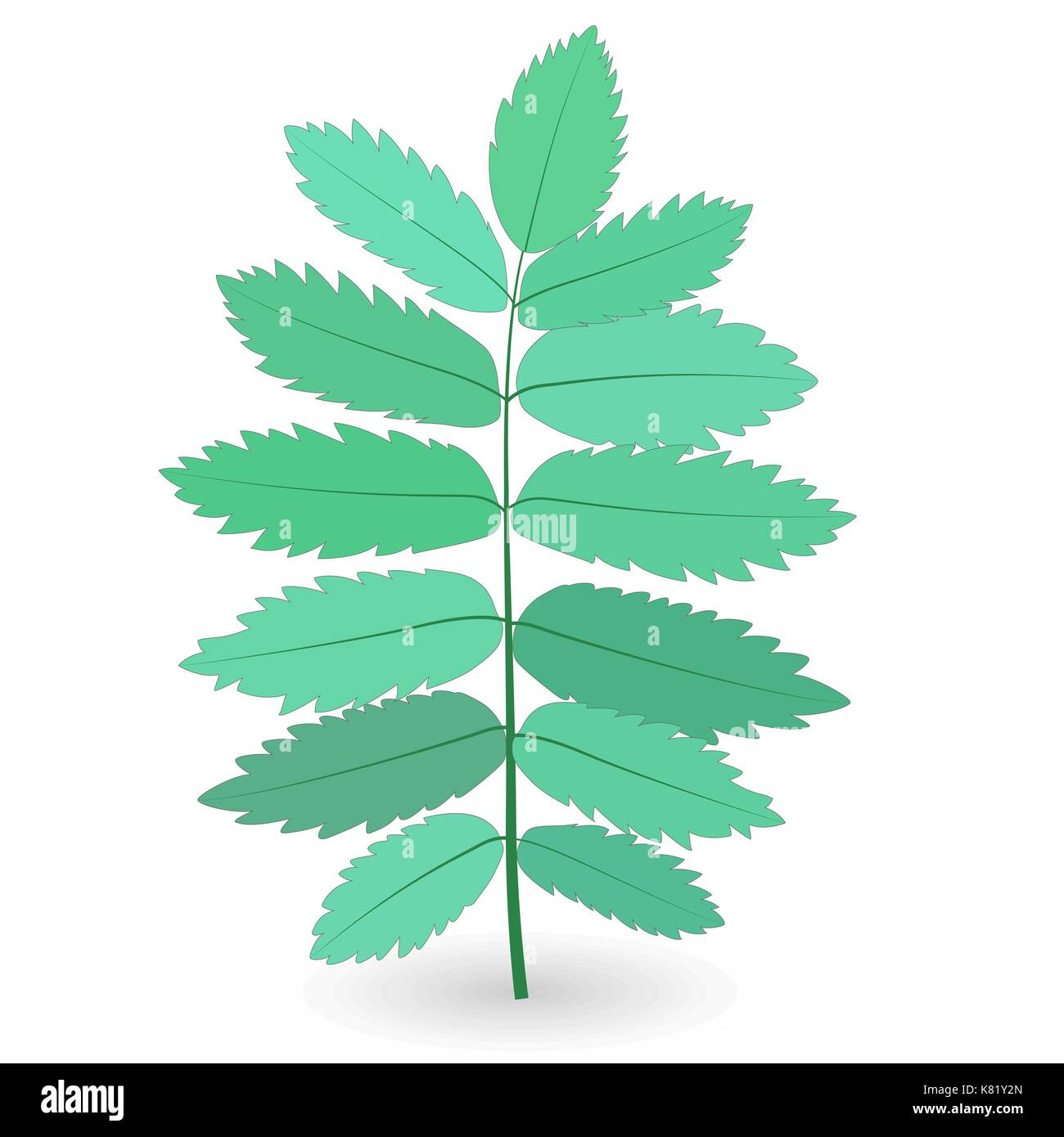 Bunte naturalistischen grüne Blätter am Zweig. Vektor Illustratio Stock Vektor