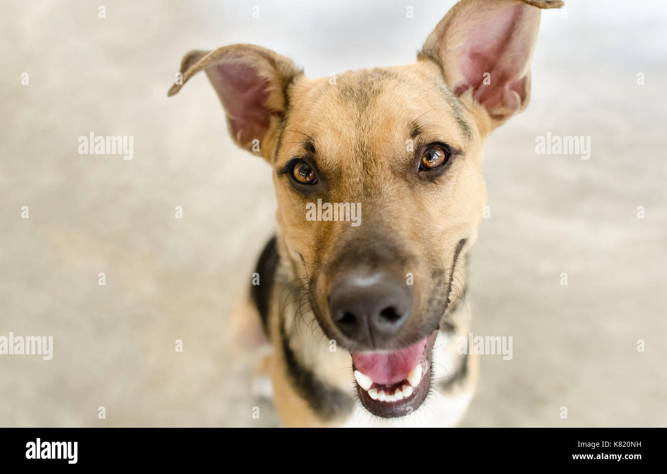 Glücklicher Hund ist ein glücklicher Hund lächelnd, fröhlich und begeistert mit seinen Mund auf der Suche direkt an Sie. Stockfoto