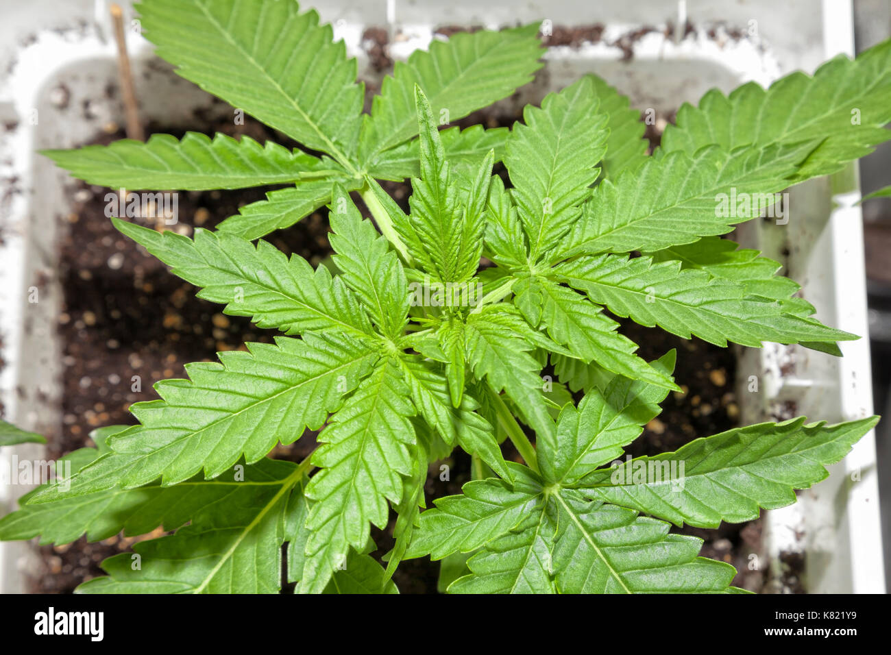 Schrank für Indoor Anbau von Cannabis Stockfotografie - Alamy